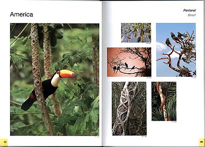 America, Pantanal, Brasil