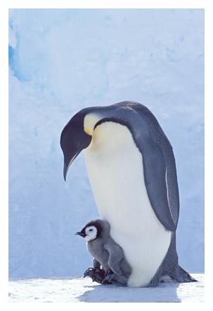 ../Images/kaiserpinguine29.jpg