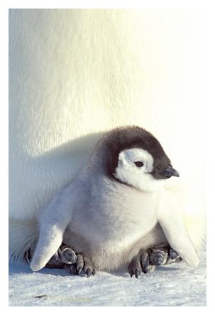 ../Images/kaiserpinguine37.jpg