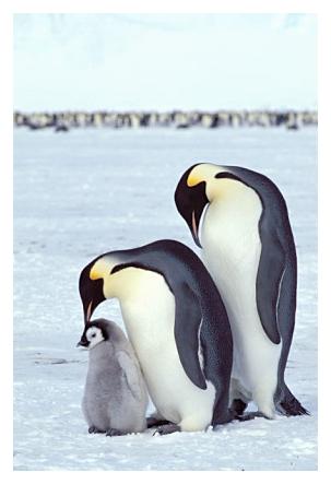 ../Images/kaiserpinguine39.jpg