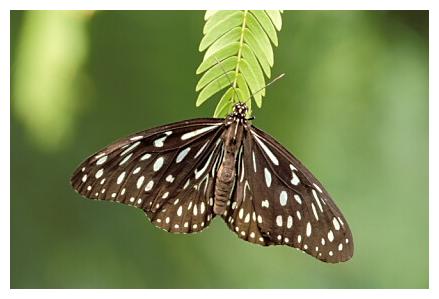 ../Images/Schmetterlinge25.jpg