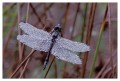Thumbs/tn_dragonfly05.jpg