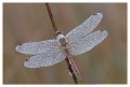 Thumbs/tn_dragonfly06.jpg