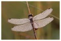 Thumbs/tn_dragonfly07.jpg