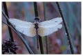 Thumbs/tn_dragonfly10.jpg