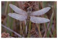 Thumbs/tn_dragonfly12.jpg