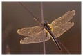 Thumbs/tn_dragonfly32.jpg