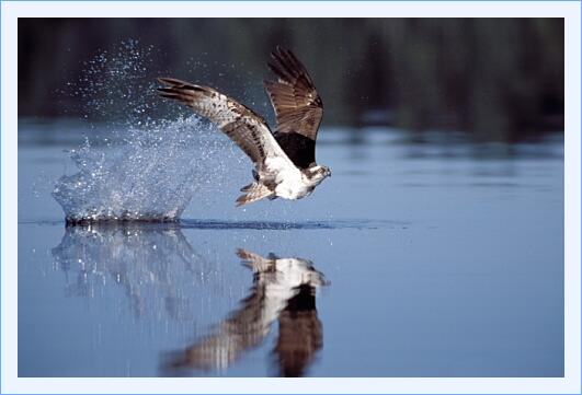 ../Images/fisch06.jpg