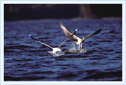 ../Images/fisch29.jpg