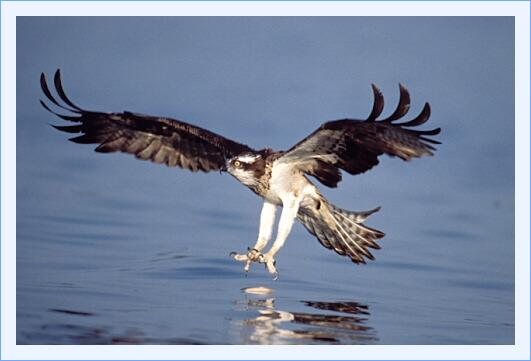 ../Images/fisch36.jpg