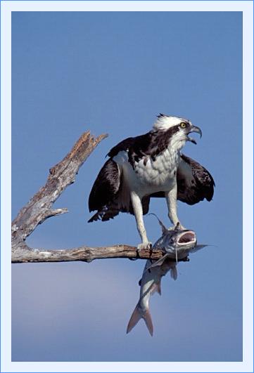 ../Images/fisch38.jpg