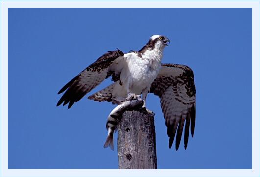 ../Images/fisch46.jpg