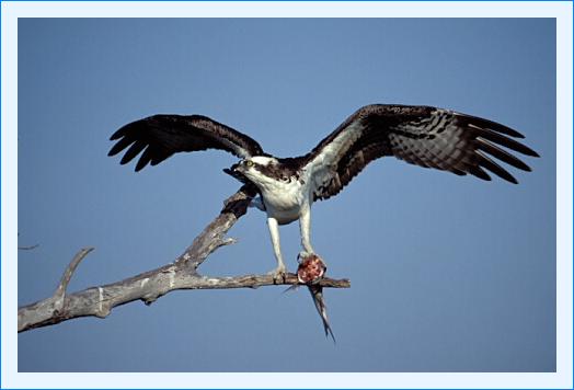 ../Images/fisch63.jpg