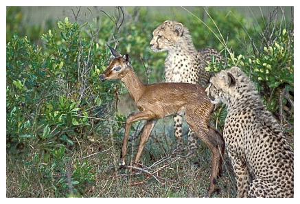 ../Images/gepard11.jpg