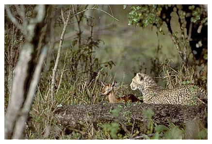 ../Images/gepard12.jpg