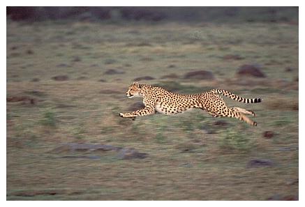 ../Images/gepard19.jpg