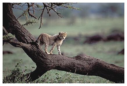 ../Images/gepard21.jpg