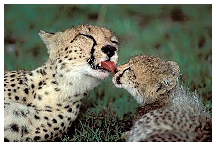 ../Images/gepard24.jpg