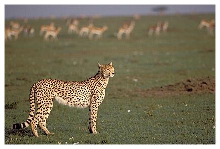 ../Images/gepard25.jpg