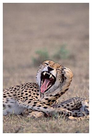 ../Images/gepard38.jpg