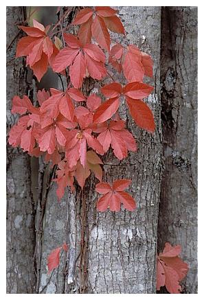 ../Images/gp-acadia45.jpg