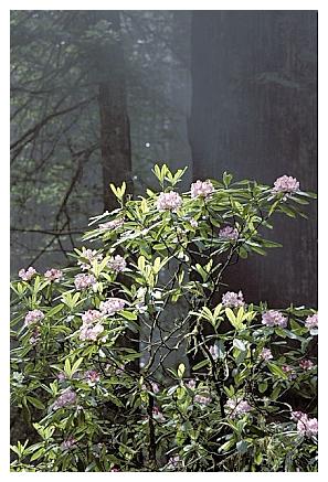 ../Images/gp-redwood01.jpg