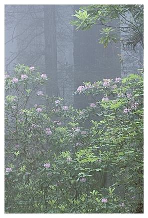 ../Images/gp-redwood04.jpg