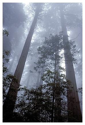 ../Images/gp-redwood06.jpg