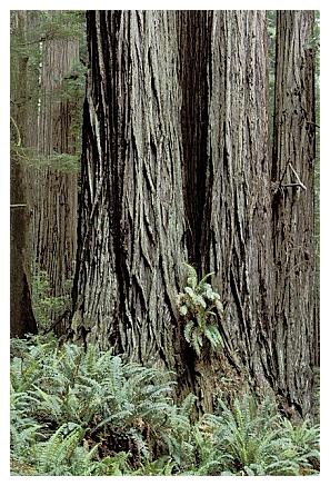 ../Images/gp-redwood10.jpg