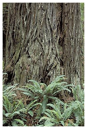 ../Images/gp-redwood11.jpg