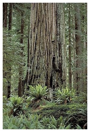 ../Images/gp-redwood12.jpg