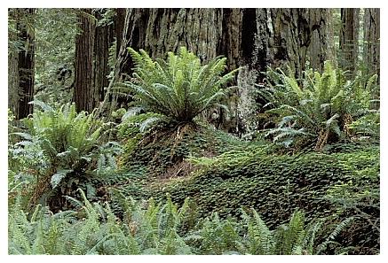 ../Images/gp-redwood13.jpg