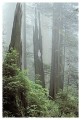 Thumbs/tn_gp-redwood09.jpg