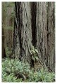 Thumbs/tn_gp-redwood10.jpg