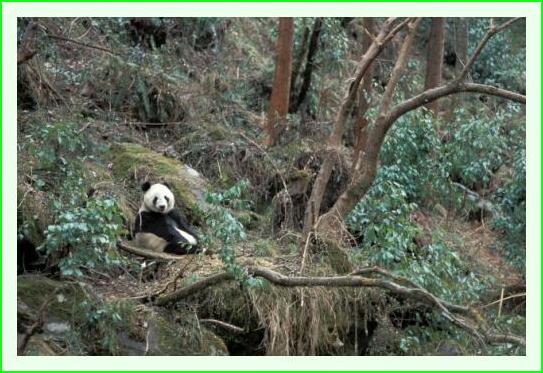 ../Images/panda09.jpg