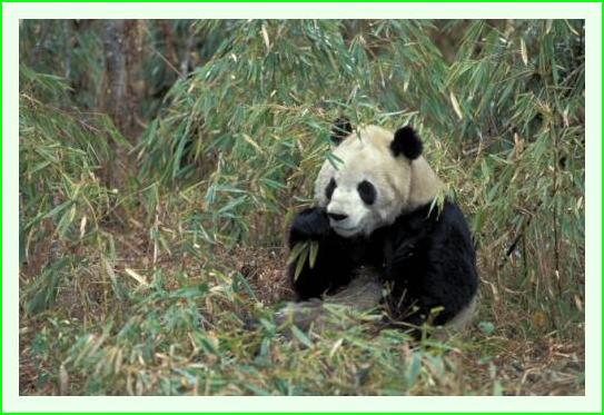 ../Images/panda11.jpg
