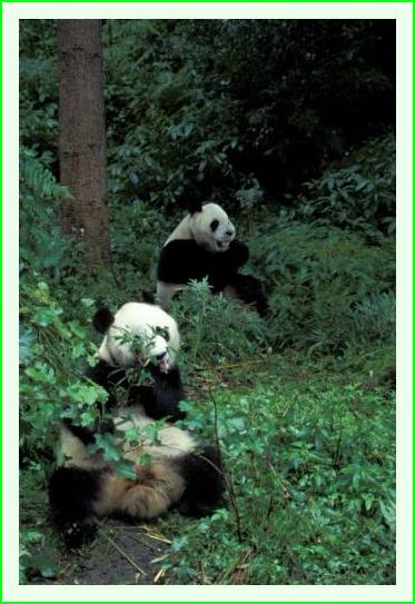 ../Images/panda15.jpg