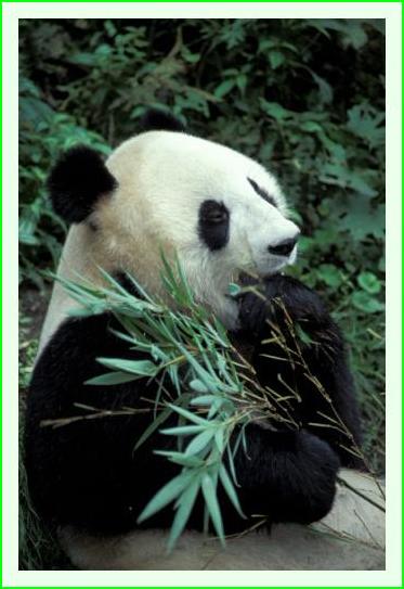 ../Images/panda17.jpg