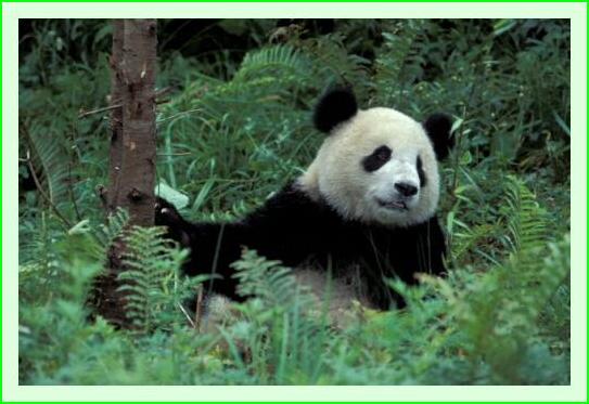 ../Images/panda19.jpg