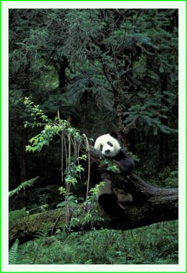 ../Images/panda21.jpg