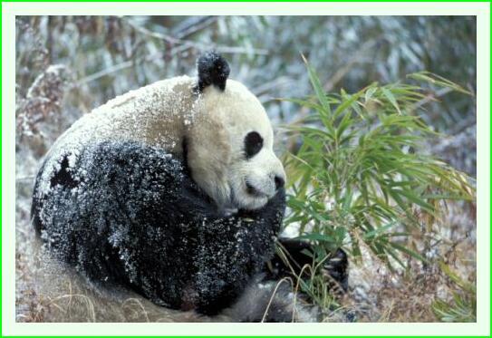 ../Images/panda25.jpg