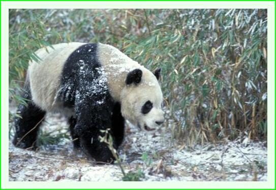 ../Images/panda26.jpg