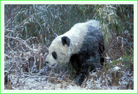 ../Images/panda28.jpg