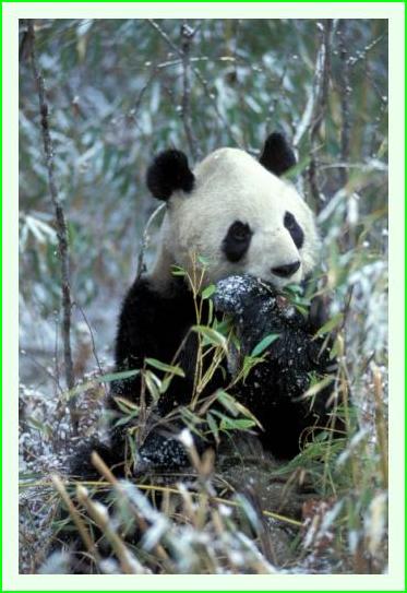 ../Images/panda29.jpg