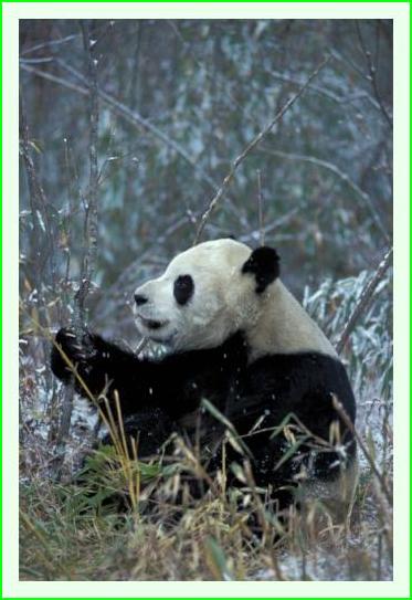 ../Images/panda33.jpg