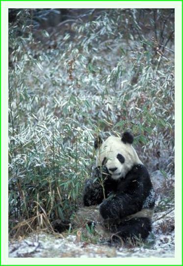 ../Images/panda34.jpg