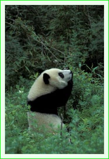 ../Images/panda37.jpg