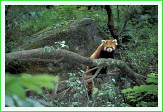 ../Images/panda42.jpg