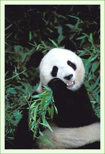 ../Images/panda46.jpg