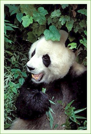../Images/panda48.jpg